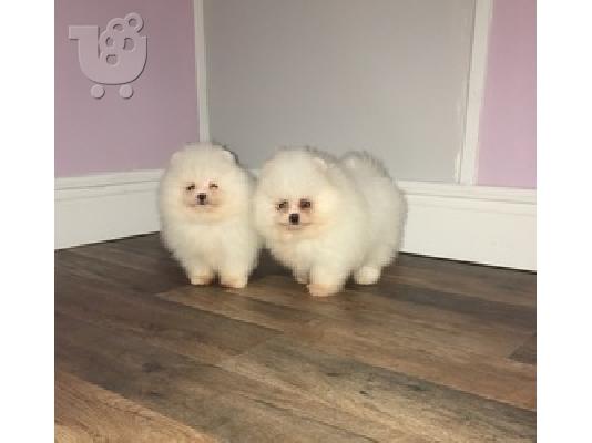 Παιχνίδι Pomeranian κουτάβια για υιοθεσία